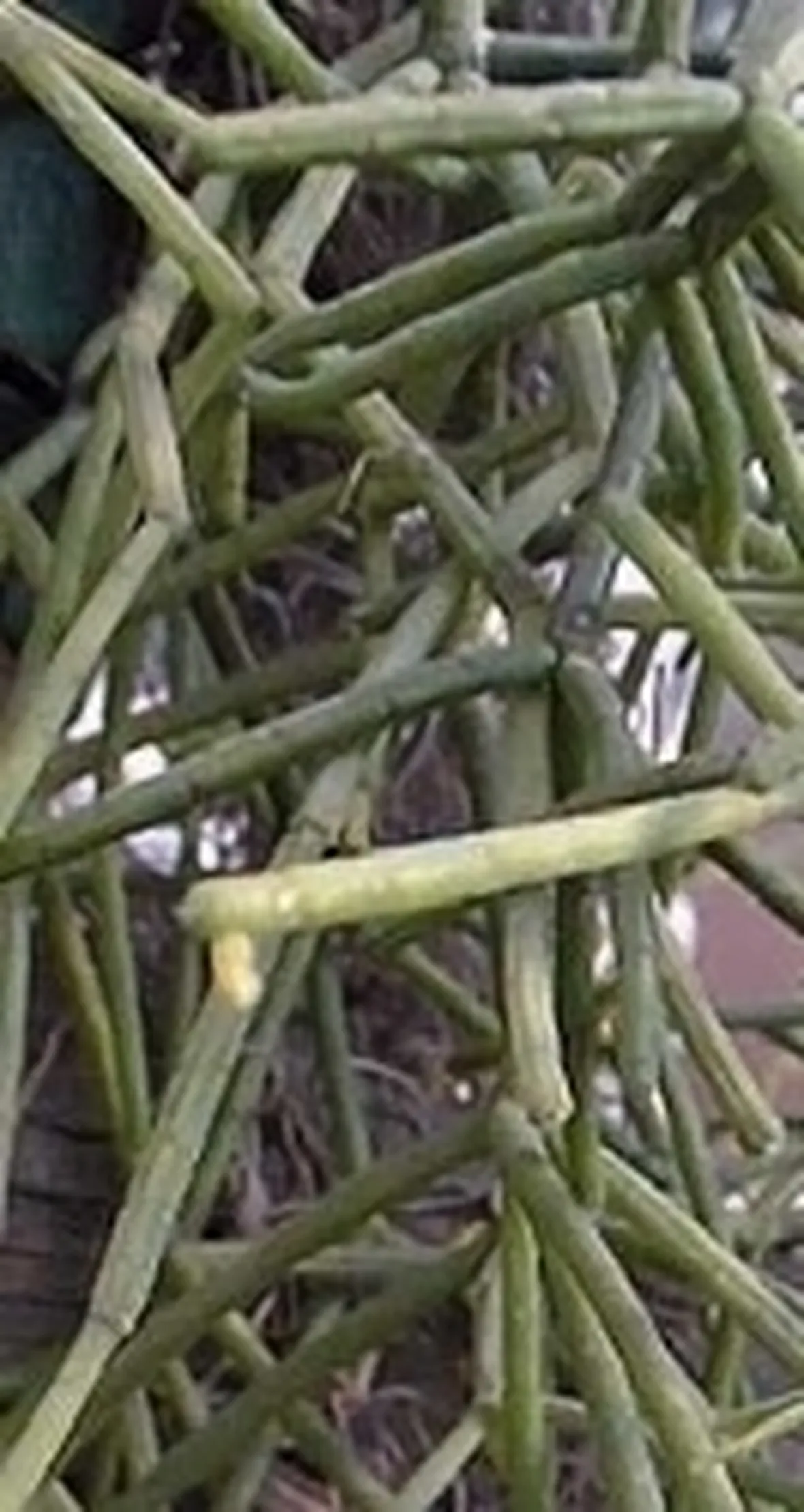 Rhipsalis
