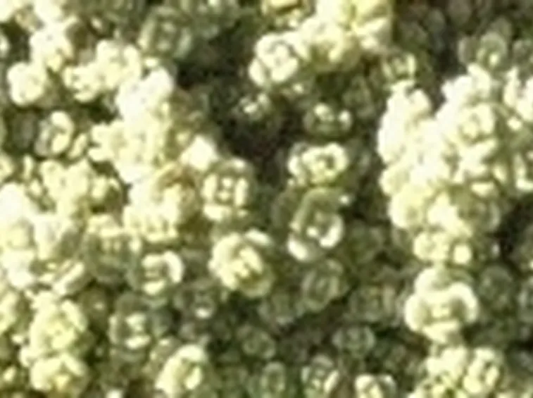 sedum