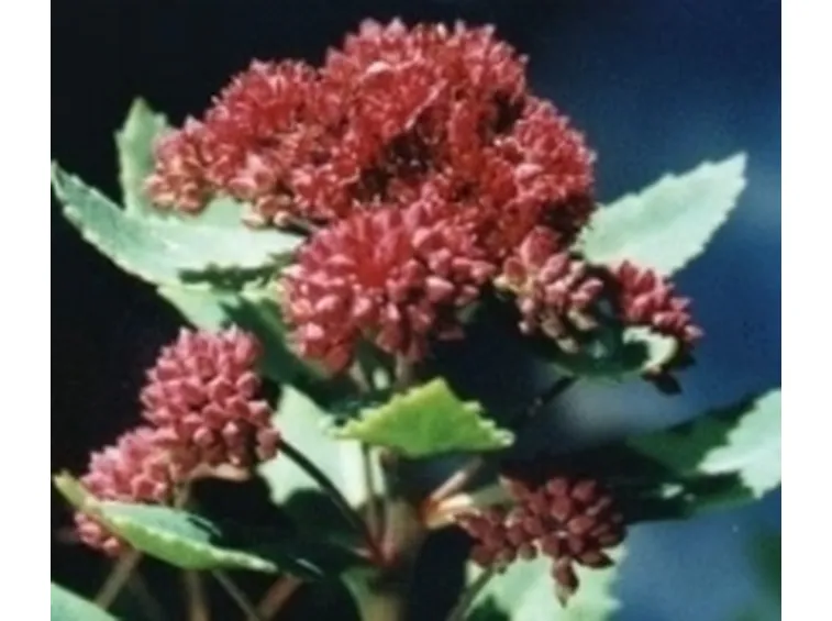 sedum