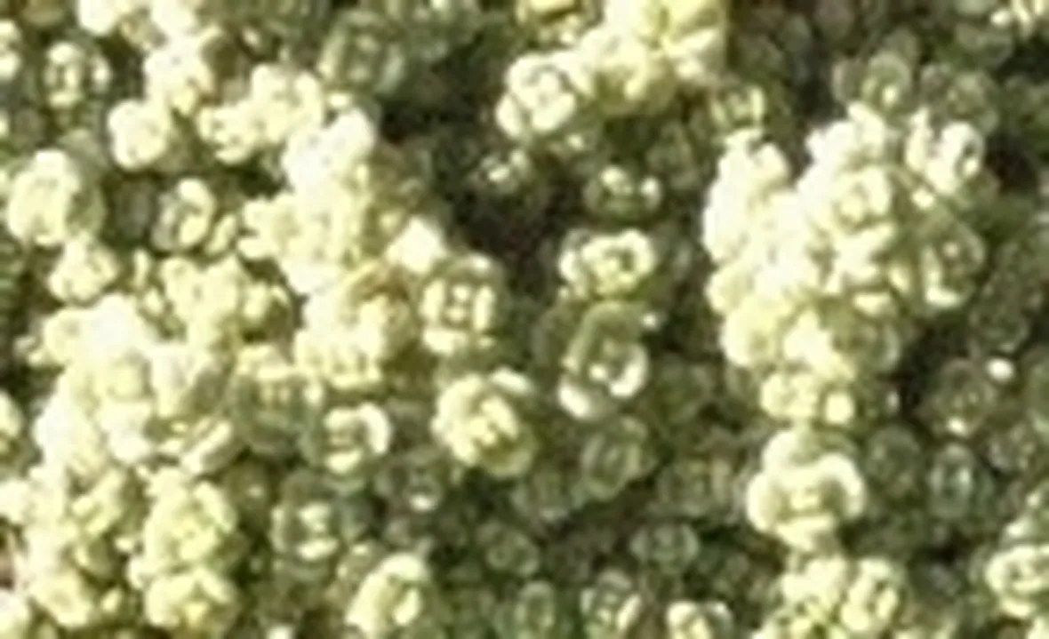 sedum