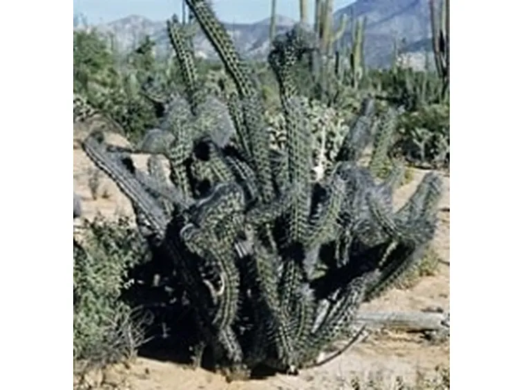 Stenocereus