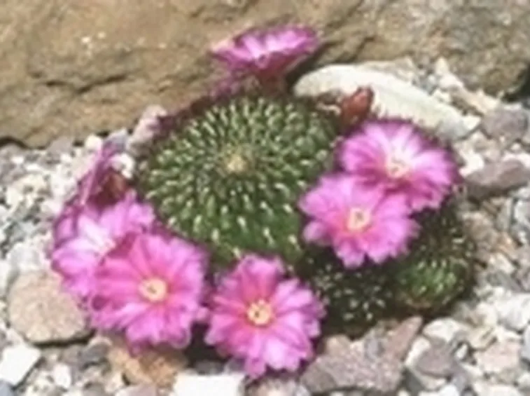 piante grasse
