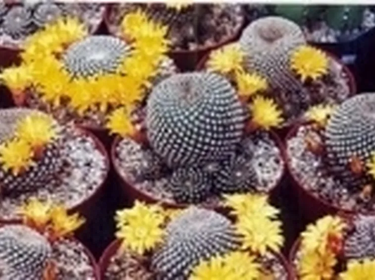 Sulcorebutia arenacea