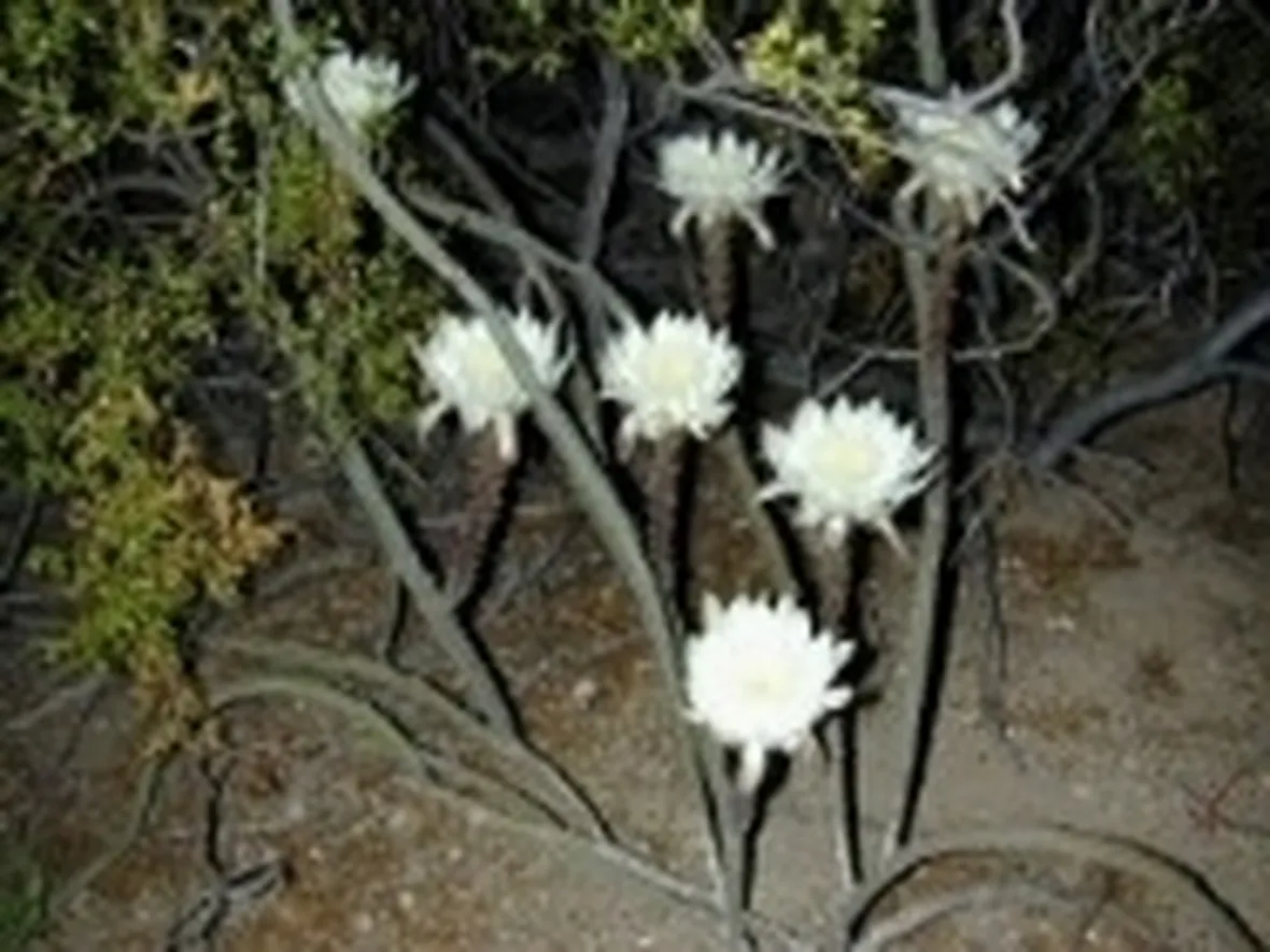 piante grasse