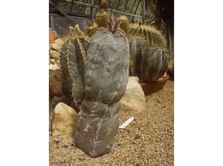 astrophytum