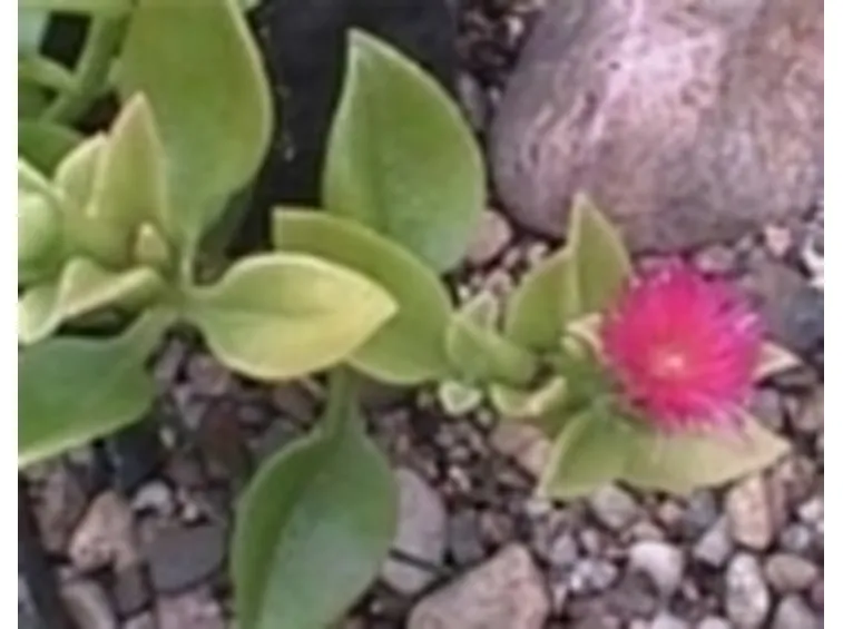 mesembriantemum