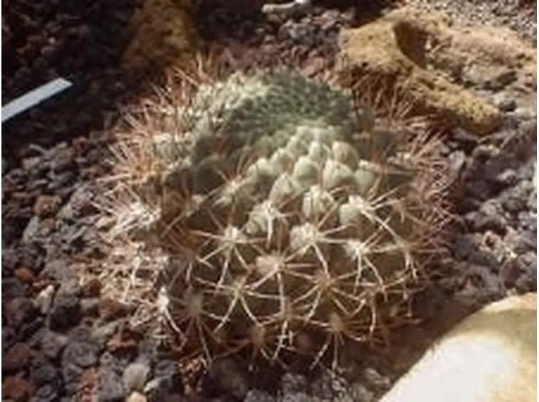 gymnocalyc
