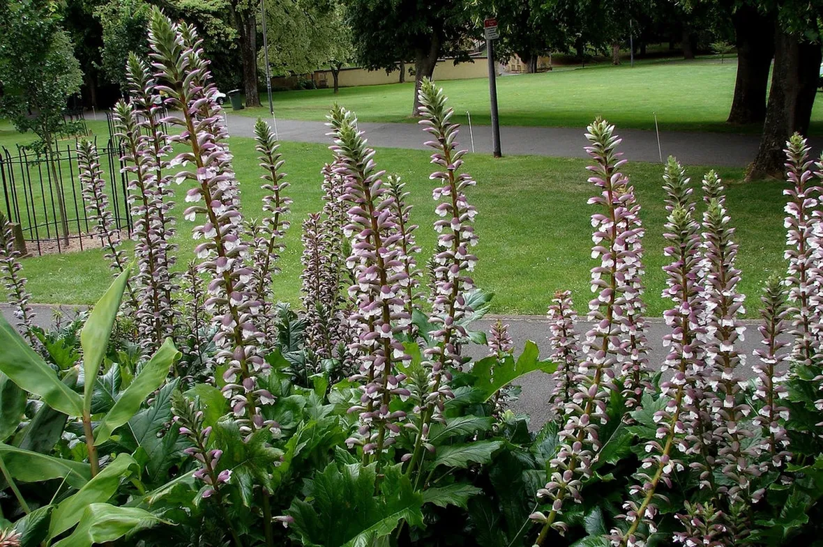 Acanthus mollis