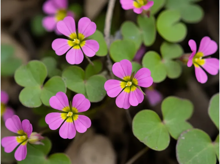 acetosella rosa