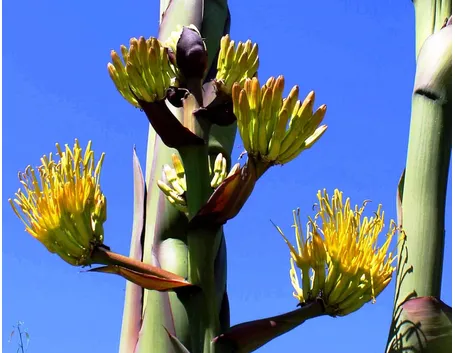 agave