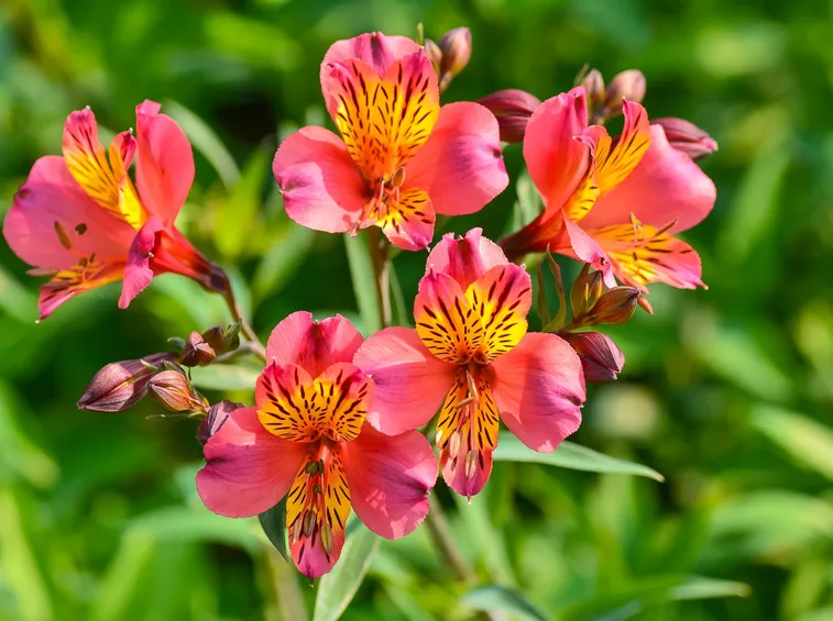 fiore Alstromeria