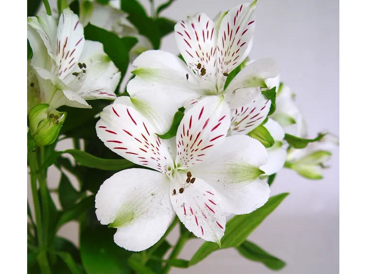 Alstroemeria