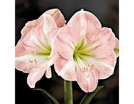 amaryllis