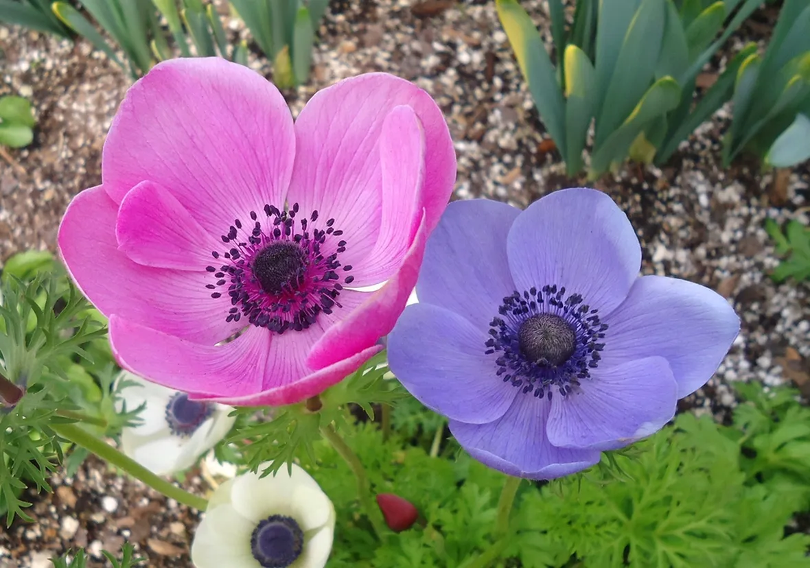 Anemone