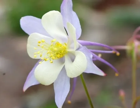 aquilegia