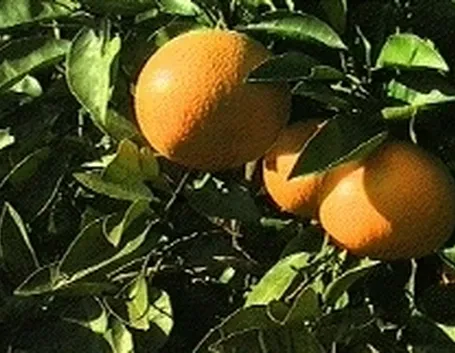 Arancio