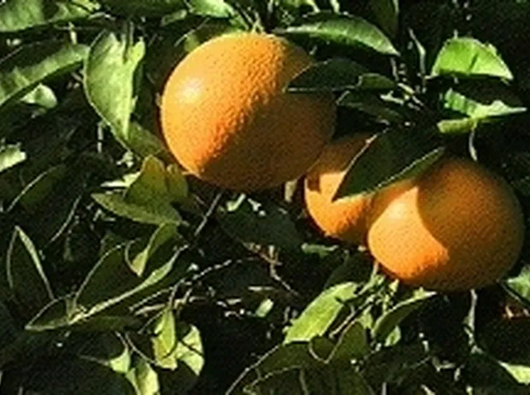 Arancio