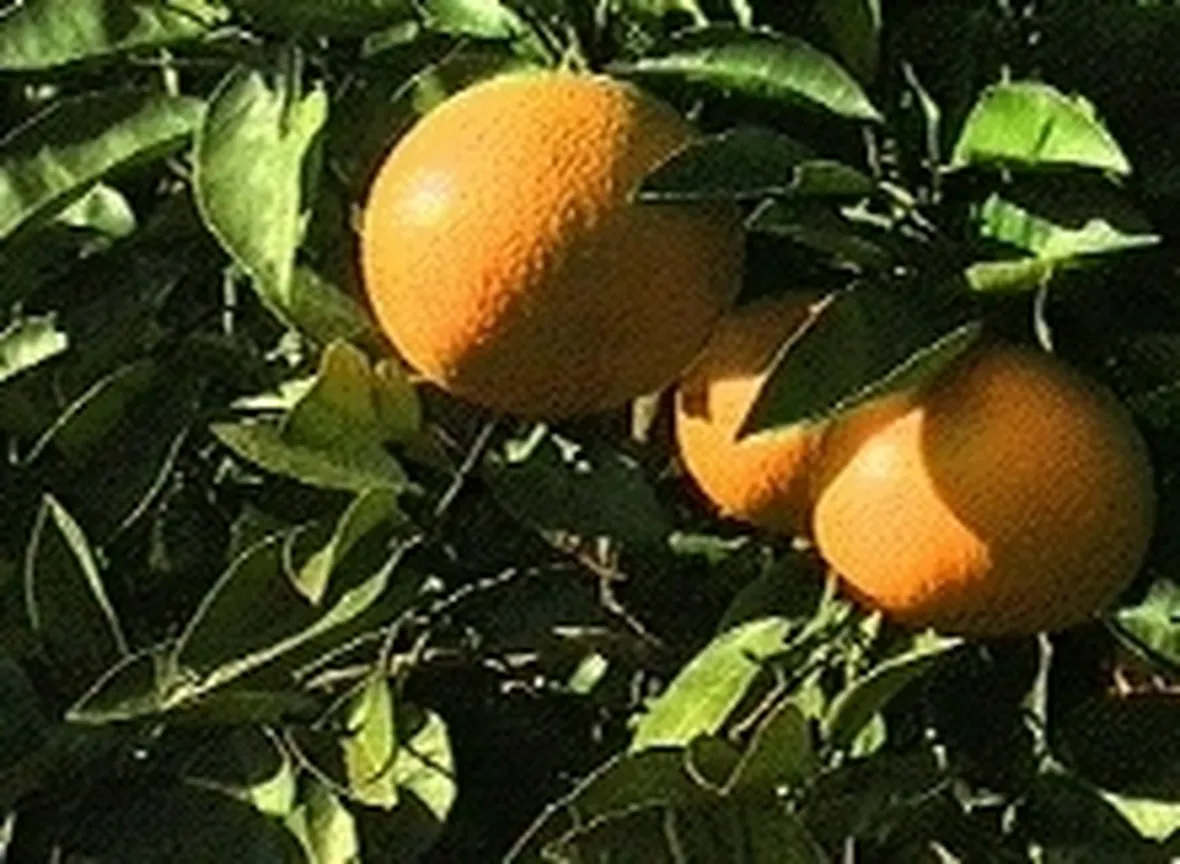 Arancio