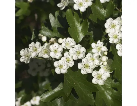biancospino