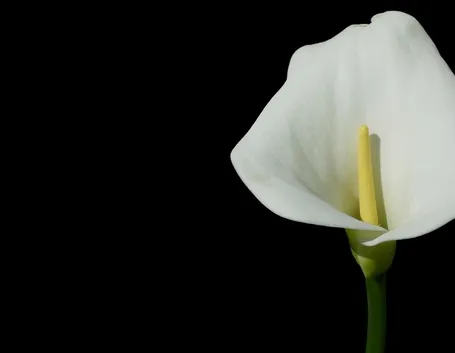 calla
