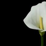 calla