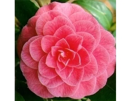 camelia