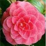 camelia
