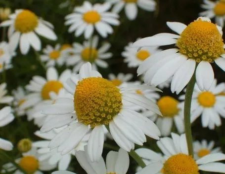 camomilla