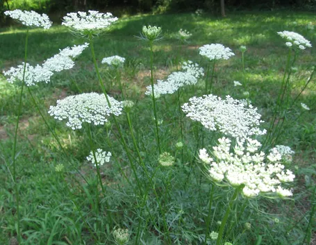 carota selvatica