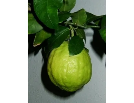 cedro