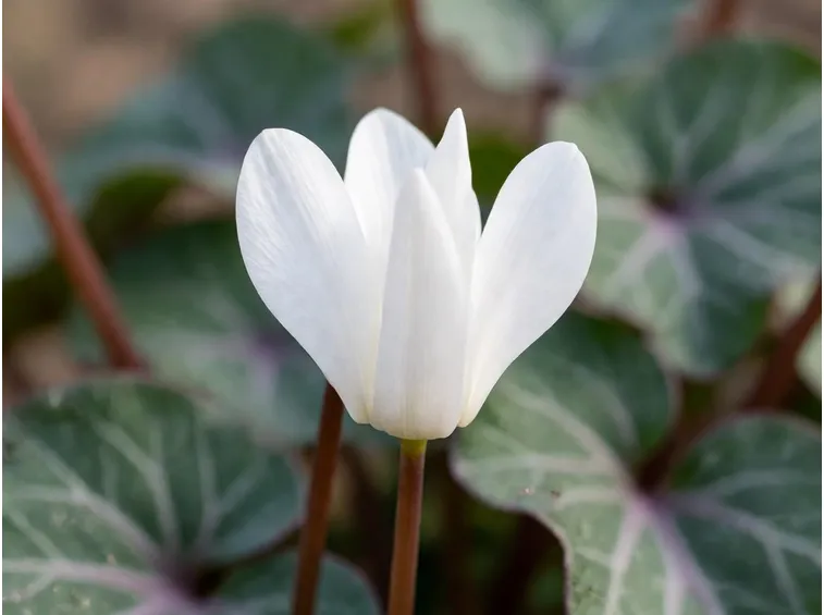 ciclamino