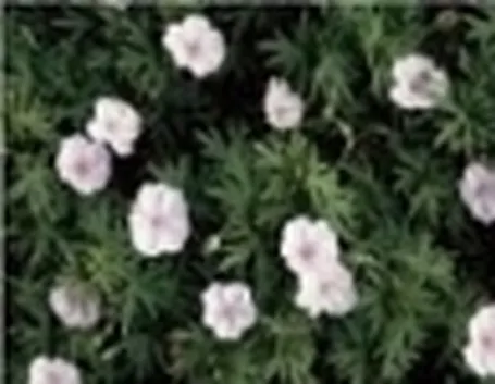 erba cimina