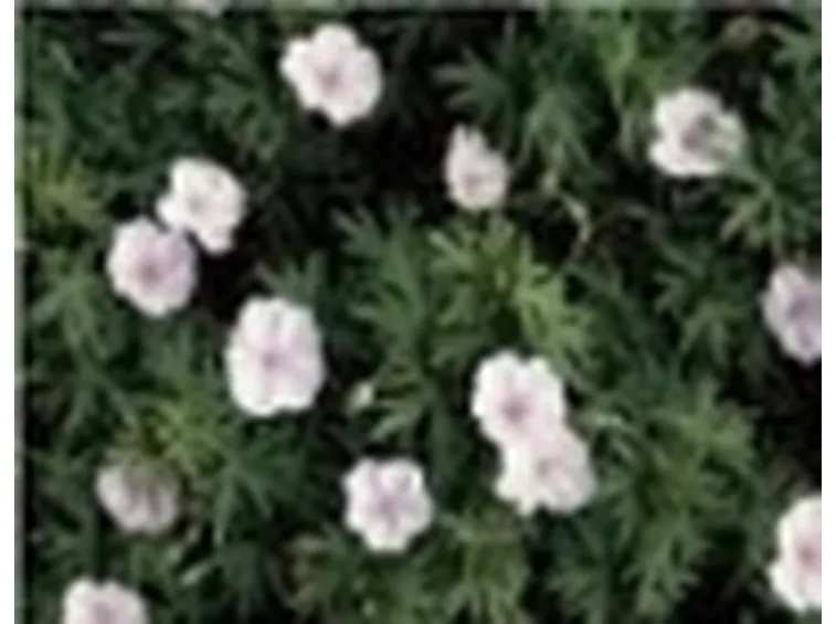 erba cimina