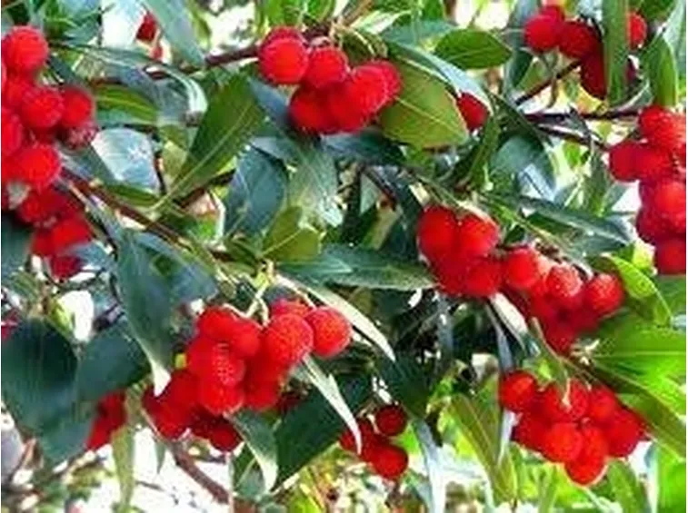 corbezzolo