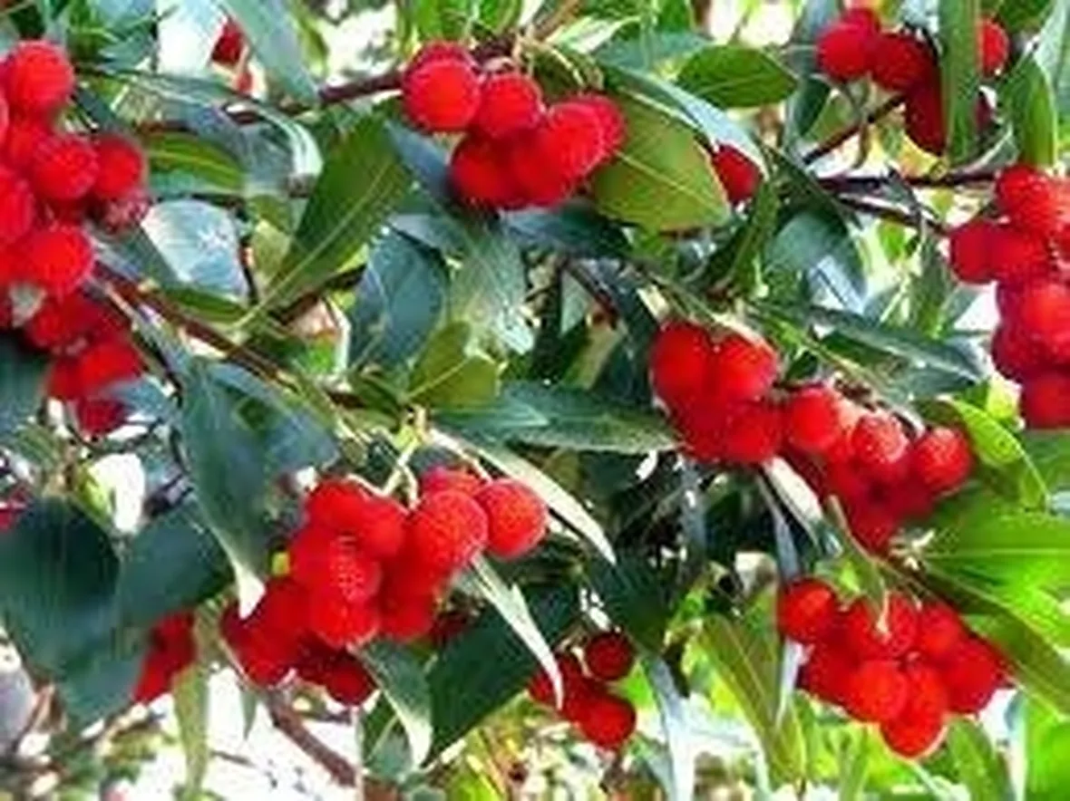 corbezzolo
