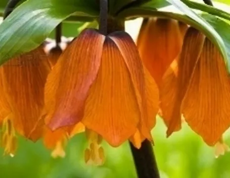 corona imperiale