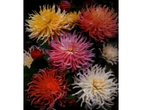 dalia