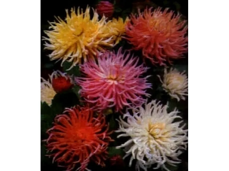 dalia