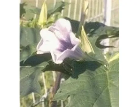 datura