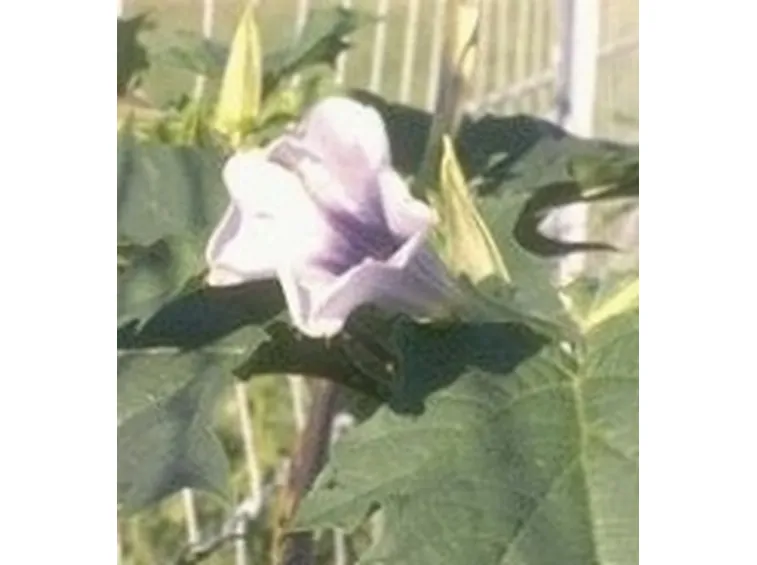 datura