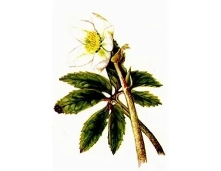 elleboro