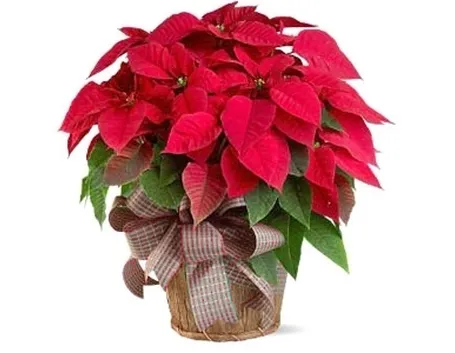 stella di natale