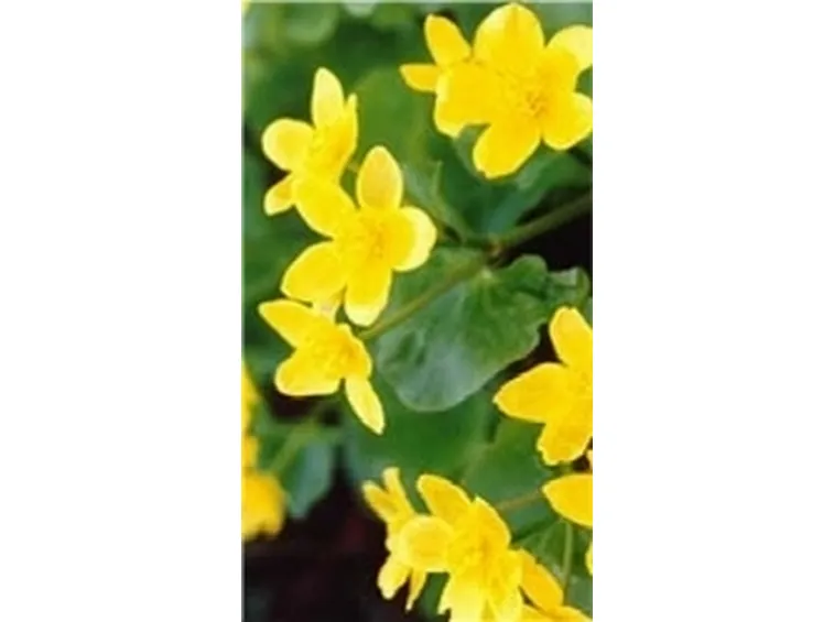 farferugine