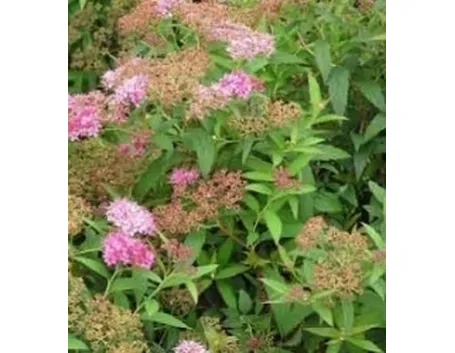 spirea