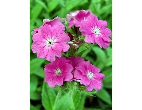 lychnis flos