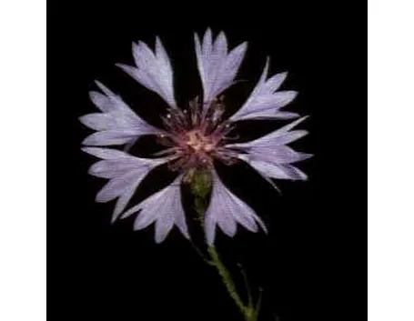 fiordaliso