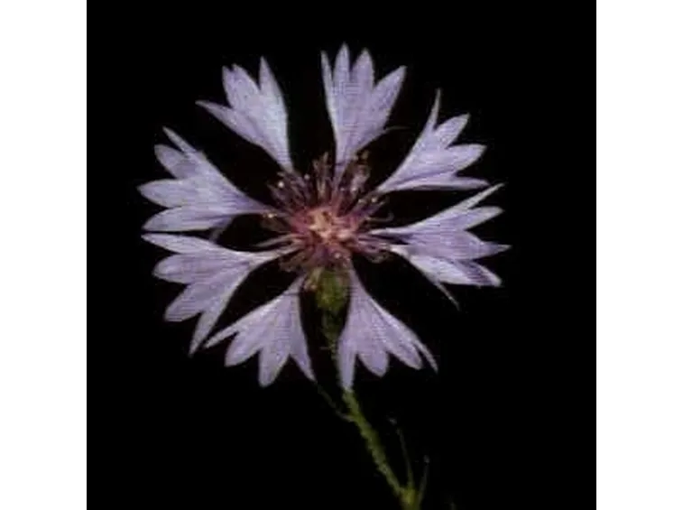 fiordaliso