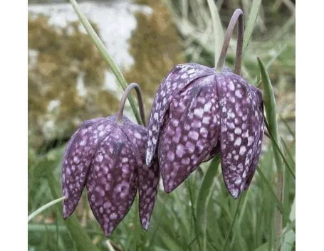fritillaria