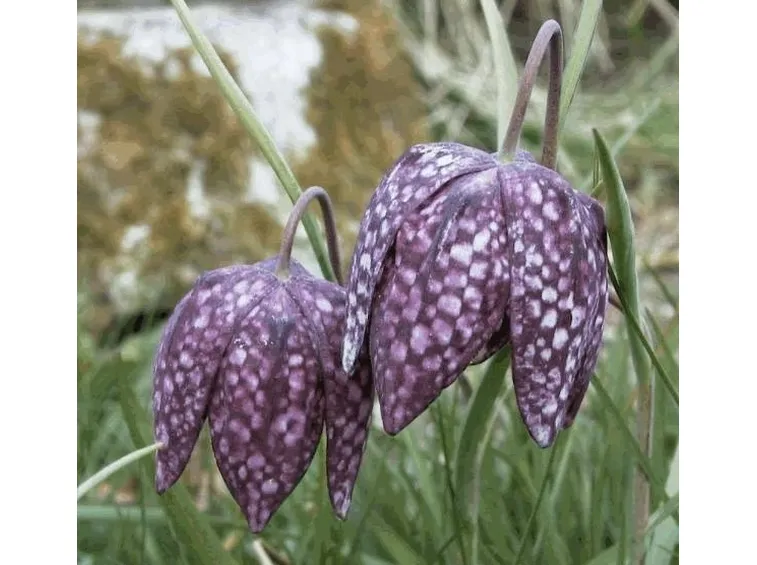 fritillaria