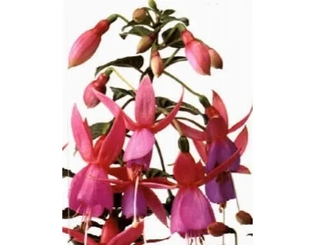 fucsia